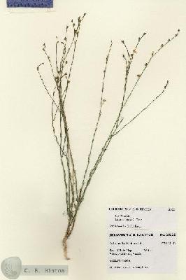 URN_catalog_HBHinton_herbarium_28522.jpg.jpg
