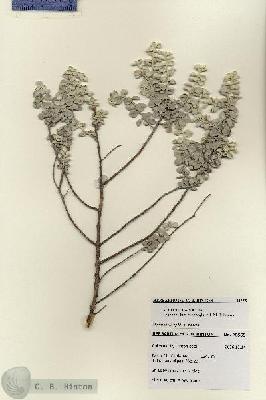 URN_catalog_HBHinton_herbarium_28555.jpg.jpg