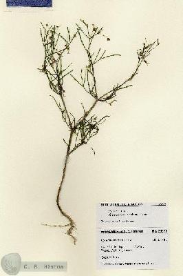 URN_catalog_HBHinton_herbarium_28523.jpg.jpg