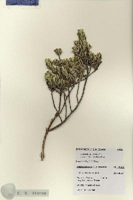 URN_catalog_HBHinton_herbarium_28556.jpg.jpg