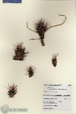 URN_catalog_HBHinton_herbarium_28557.jpg.jpg
