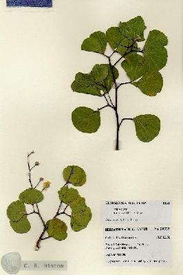 URN_catalog_HBHinton_herbarium_28532.jpg.jpg
