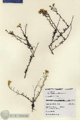 URN_catalog_HBHinton_herbarium_28533.jpg.jpg