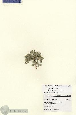 URN_catalog_HBHinton_herbarium_28536.jpg.jpg