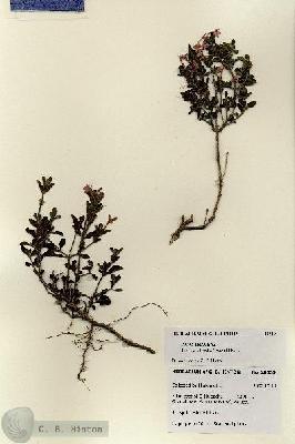 URN_catalog_HBHinton_herbarium_28539.jpg.jpg