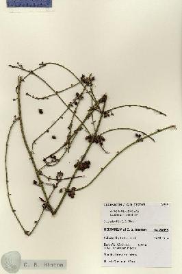 URN_catalog_HBHinton_herbarium_28559.jpg.jpg