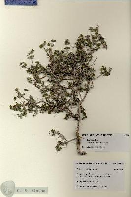 URN_catalog_HBHinton_herbarium_28540.jpg.jpg