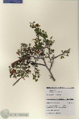 URN_catalog_HBHinton_herbarium_28541.jpg.jpg
