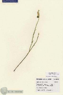 URN_catalog_HBHinton_herbarium_28543.jpg.jpg