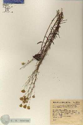 URN_catalog_HBHinton_herbarium_3067.jpg.jpg
