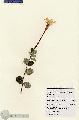 URN_catalog_HBHinton_herbarium_28548.jpg.jpg