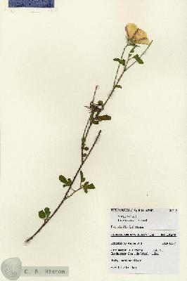 URN_catalog_HBHinton_herbarium_28549.jpg.jpg