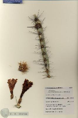 URN_catalog_HBHinton_herbarium_28550.jpg.jpg