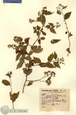 URN_catalog_HBHinton_herbarium_3089.jpg.jpg