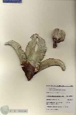 URN_catalog_HBHinton_herbarium_28551.jpg.jpg
