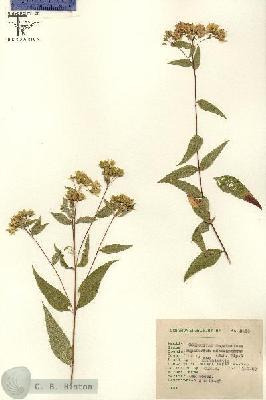 URN_catalog_HBHinton_herbarium_3110.jpg.jpg