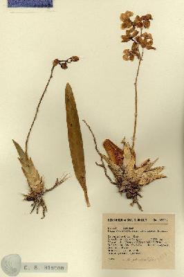 URN_catalog_HBHinton_herbarium_3821.jpg.jpg