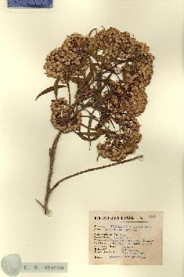 URN_catalog_HBHinton_herbarium_3113.jpg.jpg