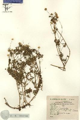 URN_catalog_HBHinton_herbarium_3127.jpg.jpg