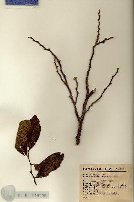 URN_catalog_HBHinton_herbarium_3196.jpg.jpg