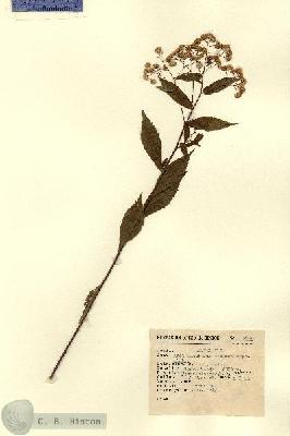 URN_catalog_HBHinton_herbarium_3266.jpg.jpg