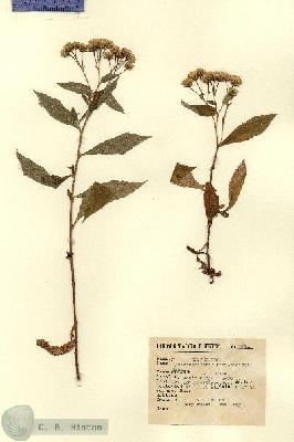 URN_catalog_HBHinton_herbarium_3271.jpg.jpg