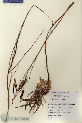 URN_catalog_HBHinton_herbarium_3563.jpg.jpg