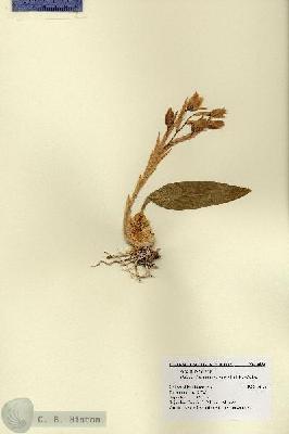 URN_catalog_HBHinton_herbarium_3658.jpg.jpg