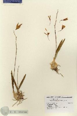URN_catalog_HBHinton_herbarium_3669.jpg.jpg