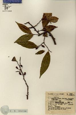 URN_catalog_HBHinton_herbarium_3678.jpg.jpg