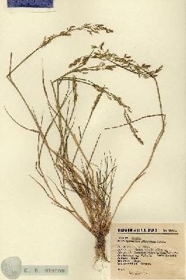 URN_catalog_HBHinton_herbarium_3996.jpg.jpg