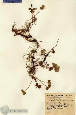 URN_catalog_HBHinton_herbarium_4196.jpg.jpg