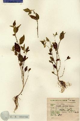 URN_catalog_HBHinton_herbarium_4219.jpg.jpg