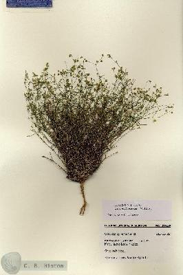 URN_catalog_HBHinton_herbarium_28630.jpg.jpg