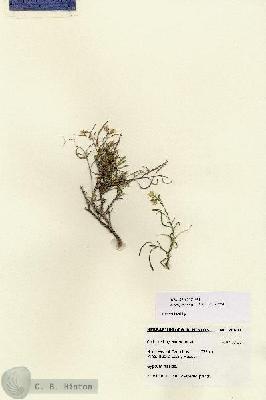 URN_catalog_HBHinton_herbarium_28631.jpg.jpg