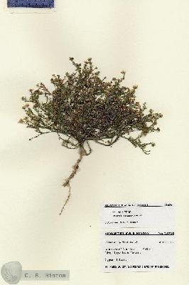 URN_catalog_HBHinton_herbarium_28636.jpg.jpg