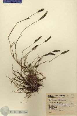 URN_catalog_HBHinton_herbarium_4932.jpg.jpg