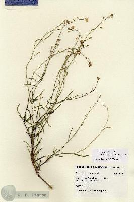 URN_catalog_HBHinton_herbarium_28637.jpg.jpg