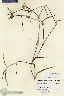 URN_catalog_HBHinton_herbarium_28638.jpg.jpg