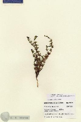 URN_catalog_HBHinton_herbarium_28644.jpg.jpg