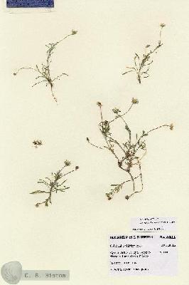 URN_catalog_HBHinton_herbarium_28651.jpg.jpg
