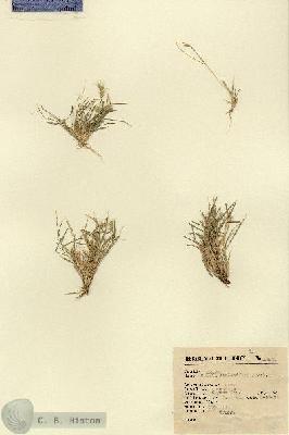 URN_catalog_HBHinton_herbarium_5462.jpg.jpg