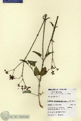 URN_catalog_HBHinton_herbarium_28653.jpg.jpg