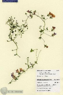 URN_catalog_HBHinton_herbarium_28656.jpg.jpg