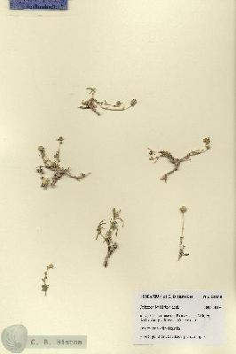 URN_catalog_HBHinton_herbarium_28658.jpg.jpg