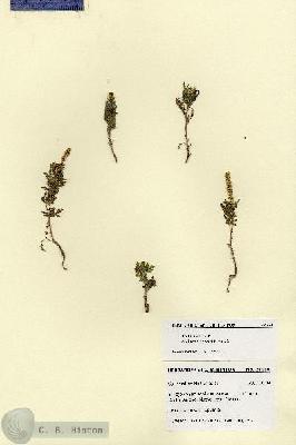 URN_catalog_HBHinton_herbarium_28659.jpg.jpg