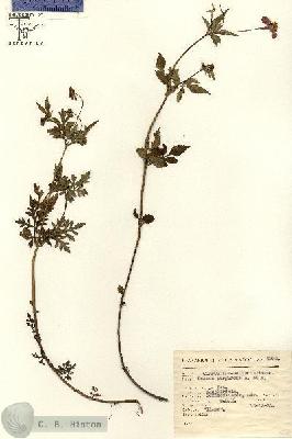 URN_catalog_HBHinton_herbarium_4992.jpg.jpg
