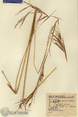 URN_catalog_HBHinton_herbarium_5056.jpg.jpg