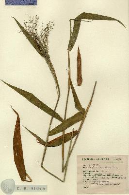 URN_catalog_HBHinton_herbarium_5066.jpg.jpg
