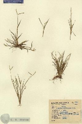 URN_catalog_HBHinton_herbarium_5162.jpg.jpg
